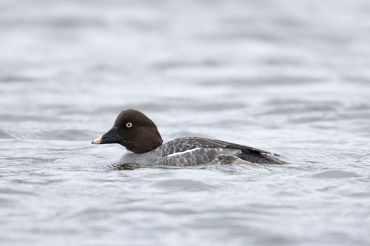 Common Goldeneye - ML318701281