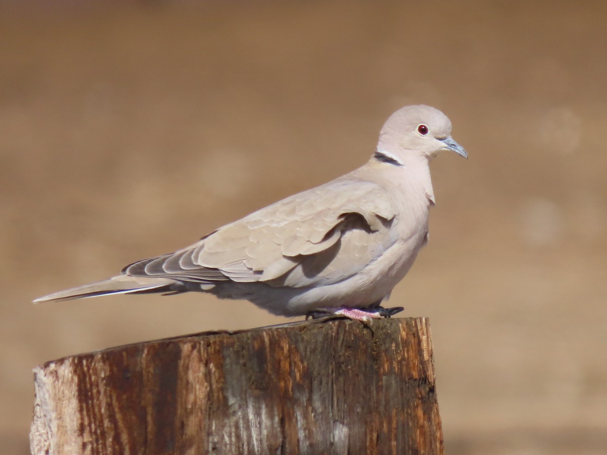 Eurasian Collared-Dove - ML318702581