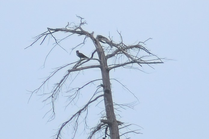 Brown Falcon - ML318703001