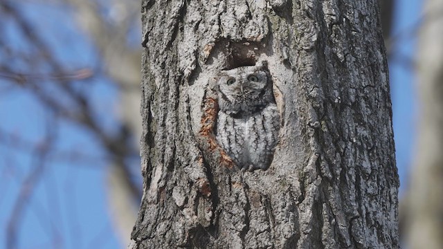 Eastern Screech-Owl - ML318703401