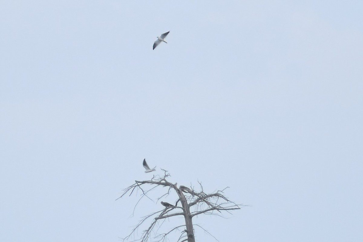 Black-shouldered Kite - ML318704261