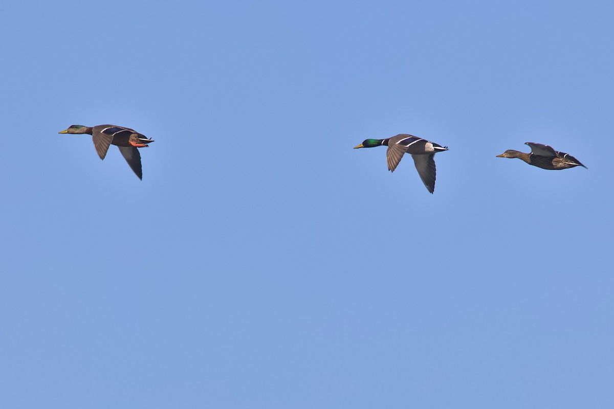 Mallard x American Black Duck (hybrid) - David Guertin