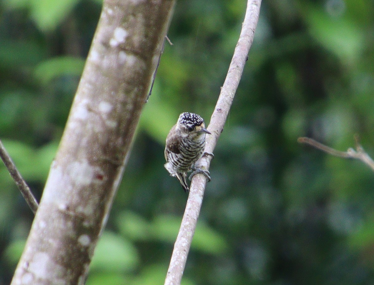 White-barred Piculet - Wayne Paes