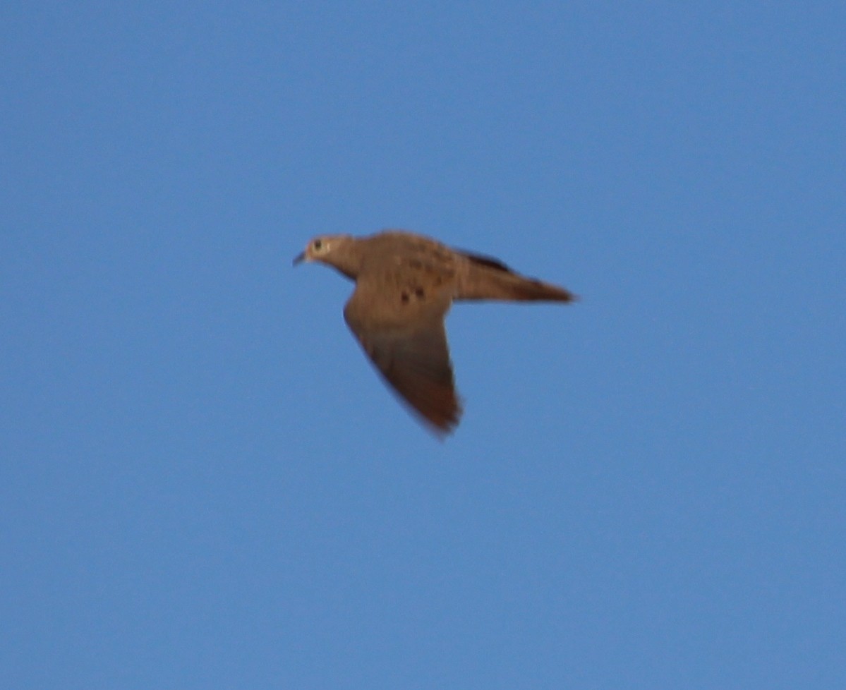 Mourning Dove - ML31870781