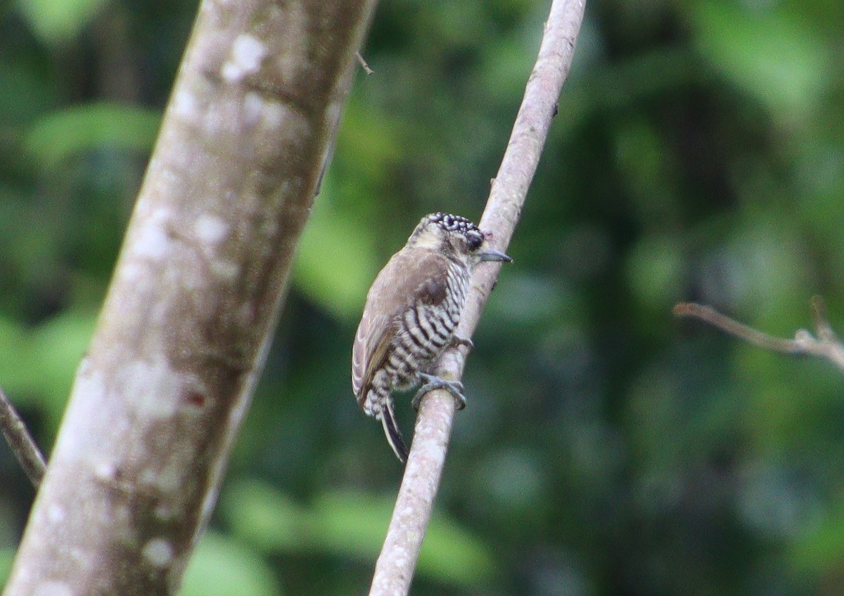 White-barred Piculet - Wayne Paes