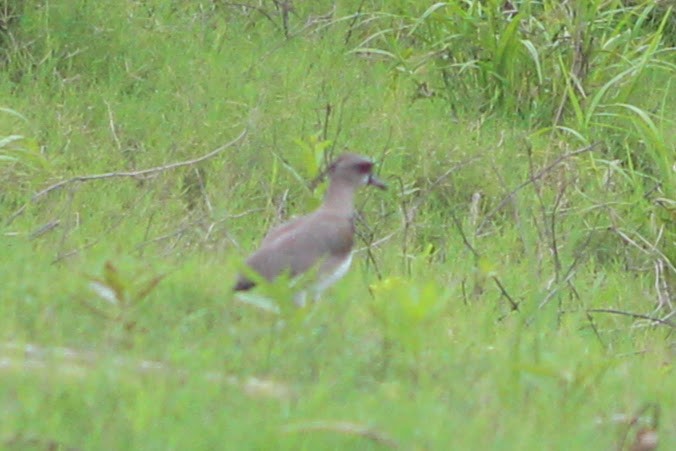 Southern Lapwing - ML318708971