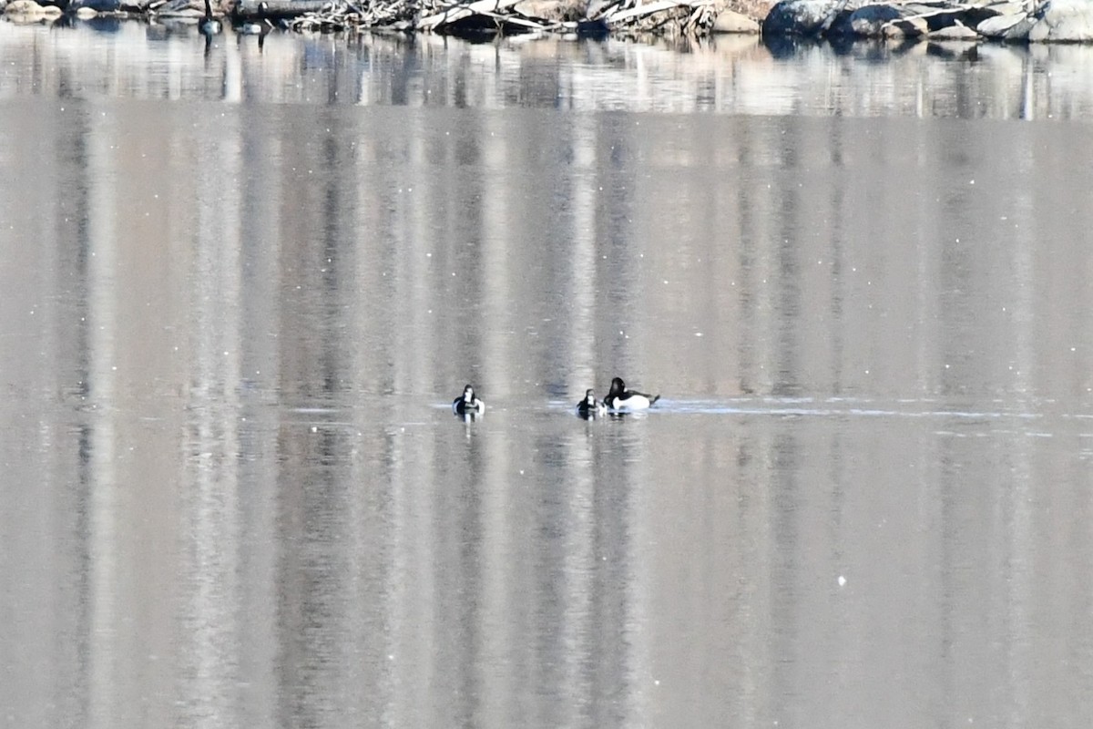 Ring-necked Duck - ML318711051