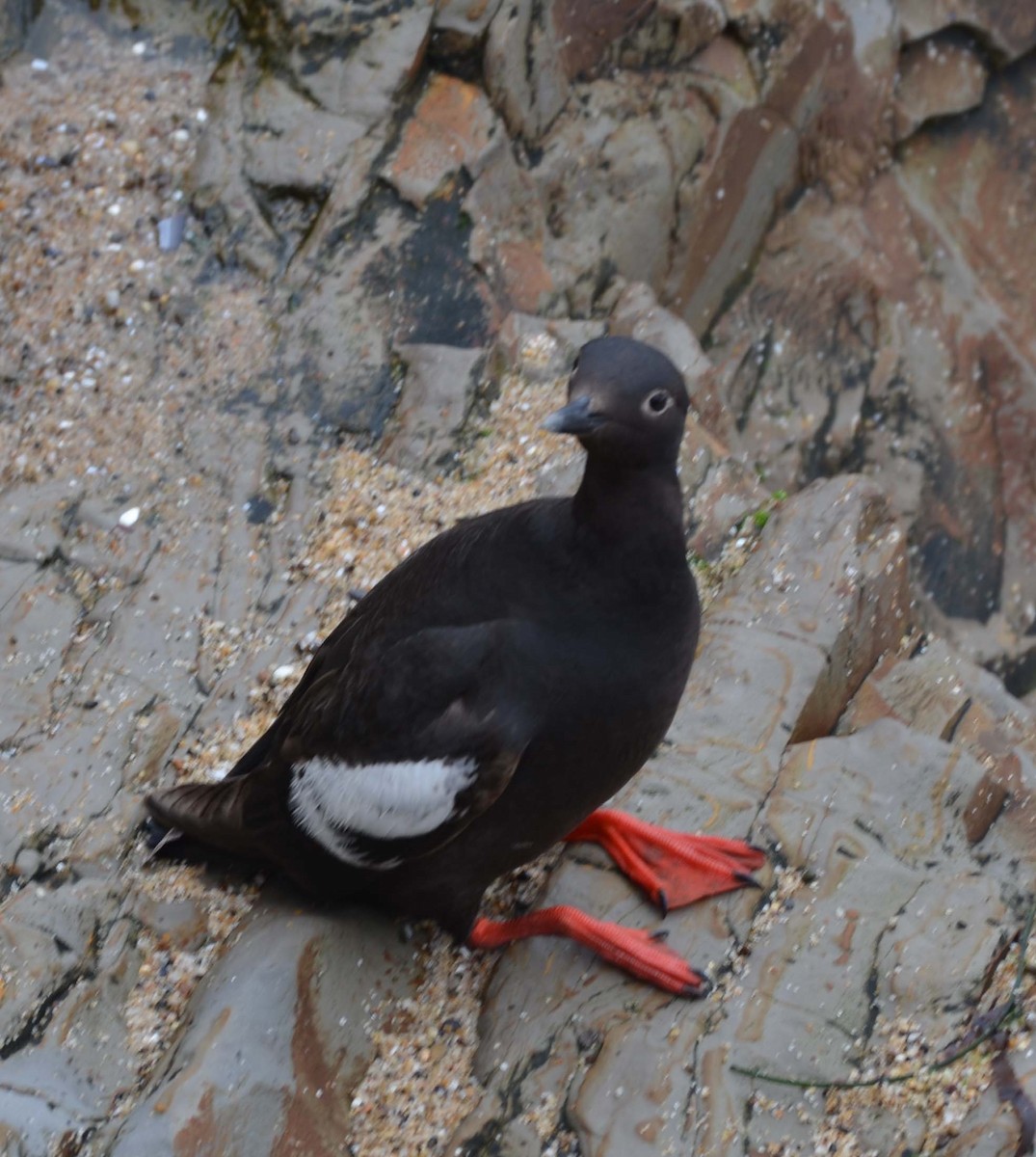 Pigeon Guillemot - ML31871181