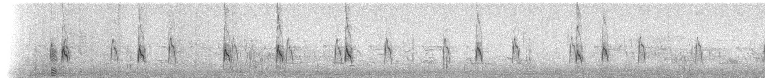 Marzaiola americana - ML31871321