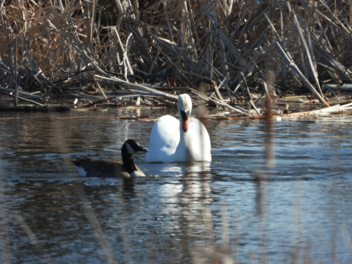 Mute Swan - ML318715661