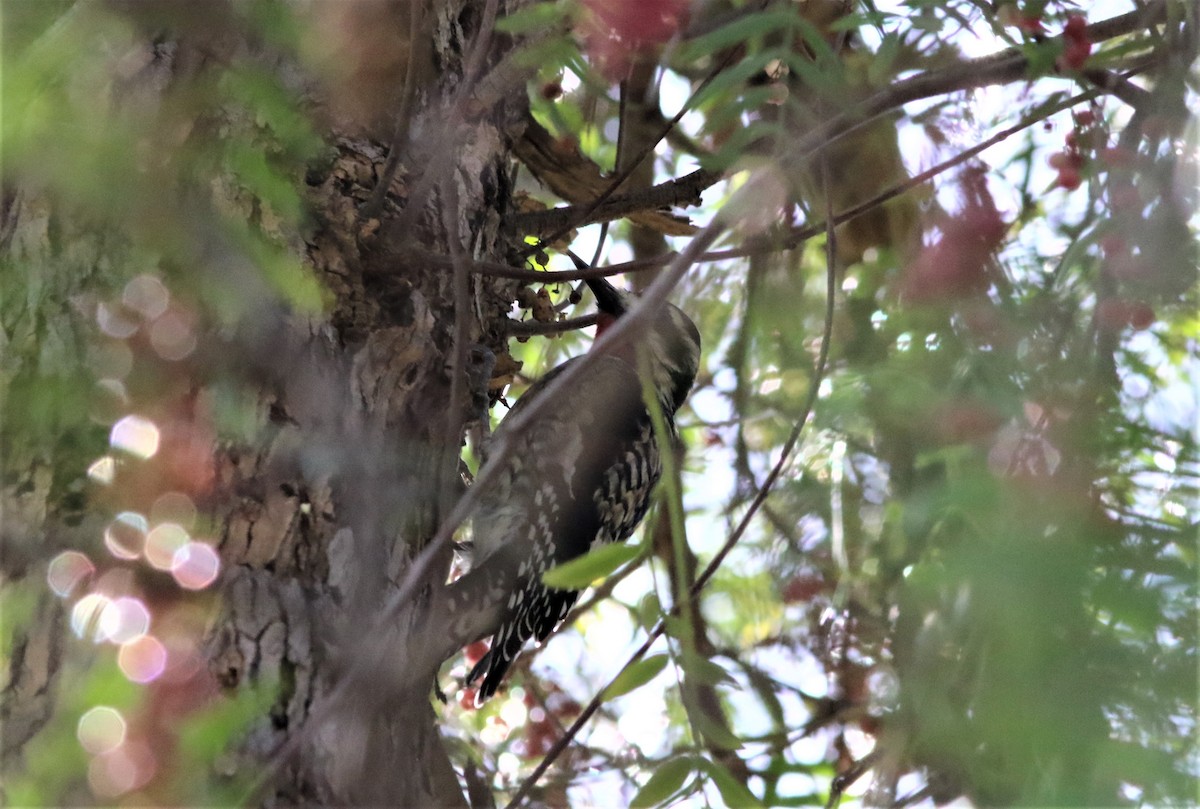 Yellow-bellied Sapsucker - ML318716631