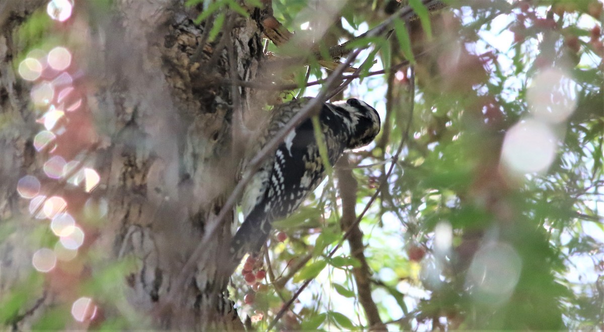 Yellow-bellied Sapsucker - ML318717061