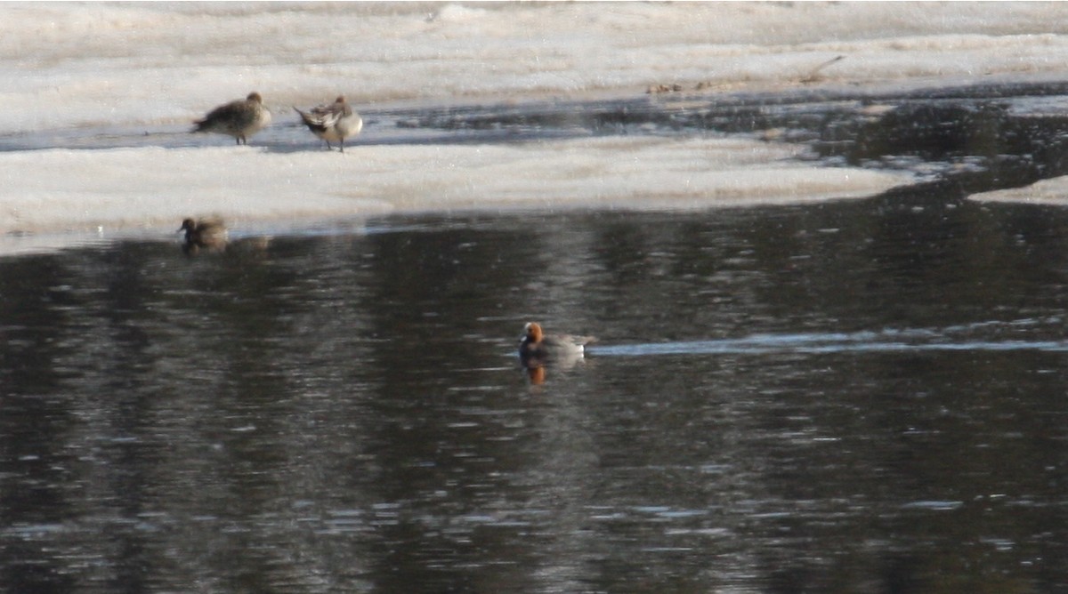 Eurasian Wigeon - ML31871831