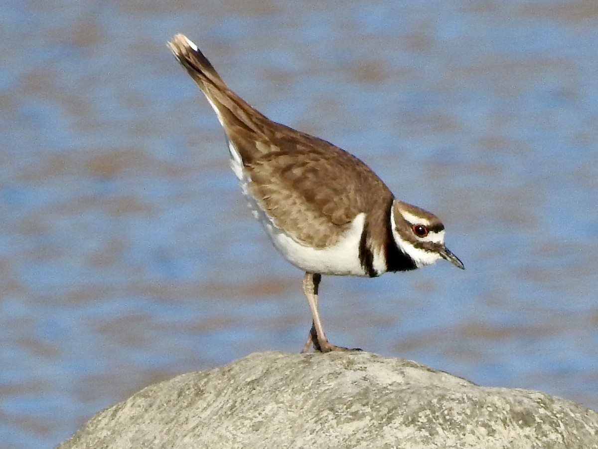 Killdeer - Charlie Likely