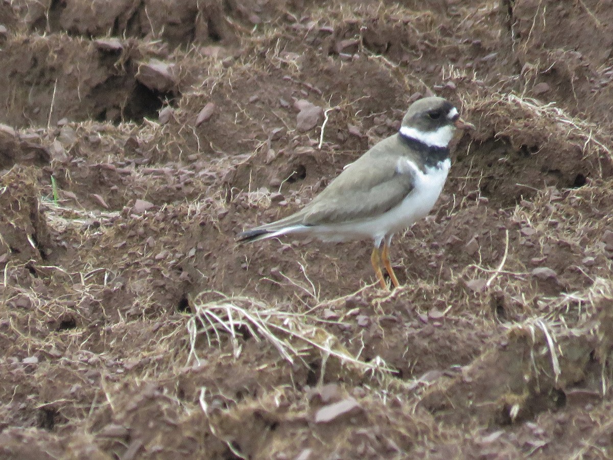 Semipalmated Plover - ML31872011