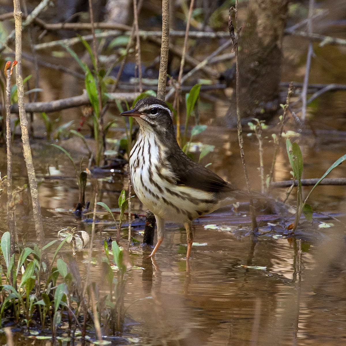 Louisiana Waterthrush - ML318720331