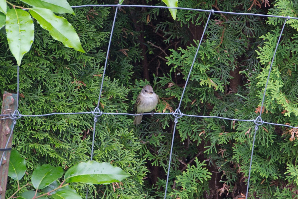 Willow Flycatcher - Eric Habisch