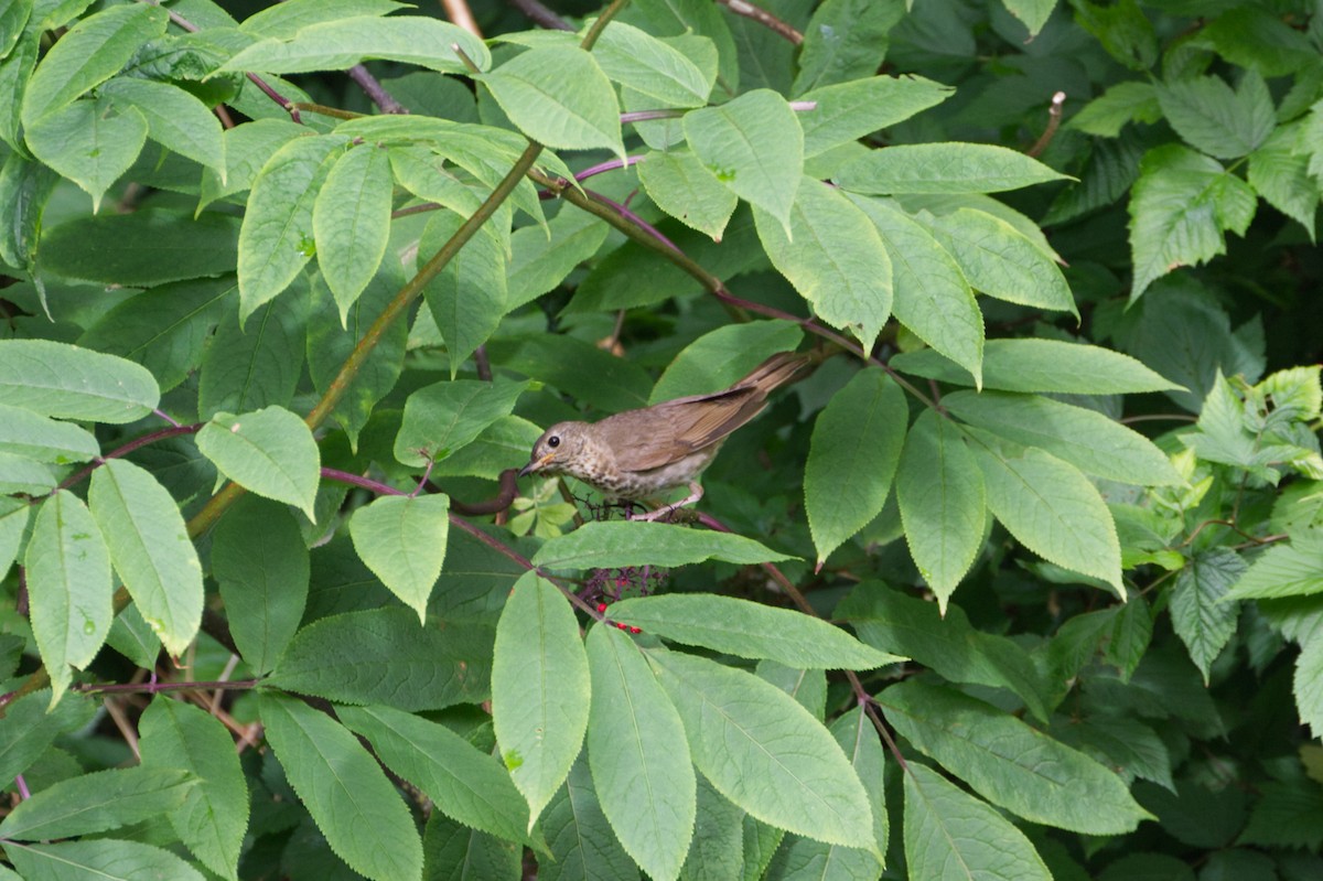 Swainson's Thrush - ML318723741