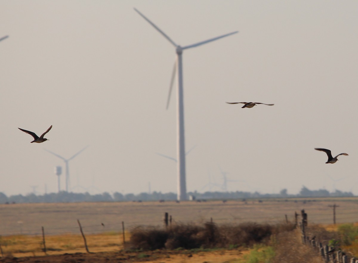 Upland Sandpiper - ML31872511