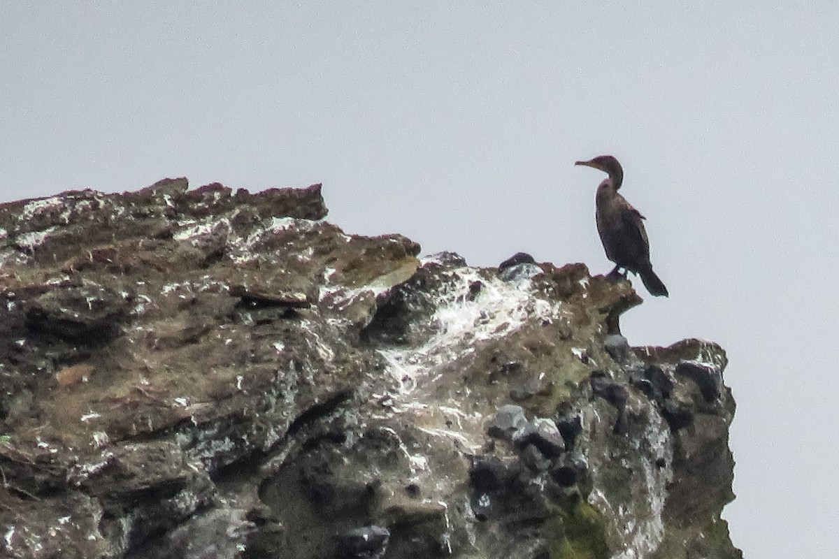 Cormorán Orejudo - ML318725391