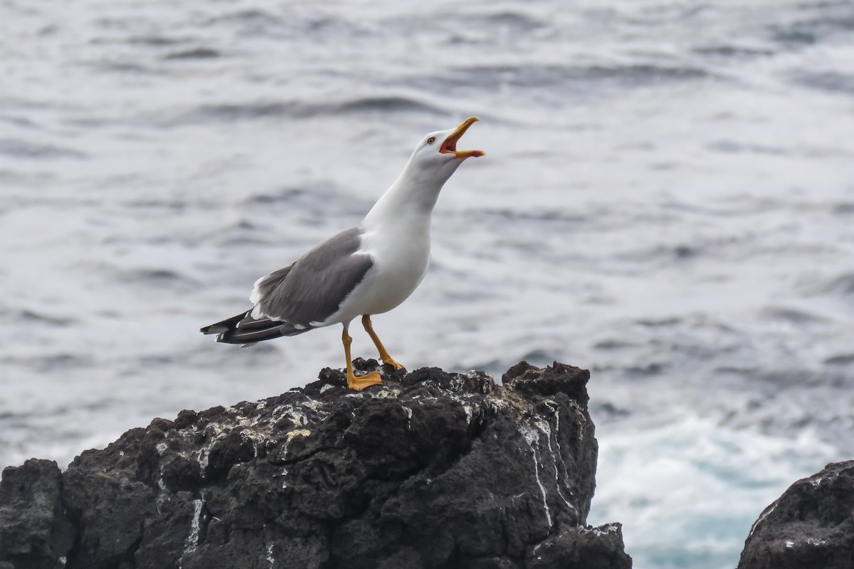 Gaviota Patiamarilla - ML318725421