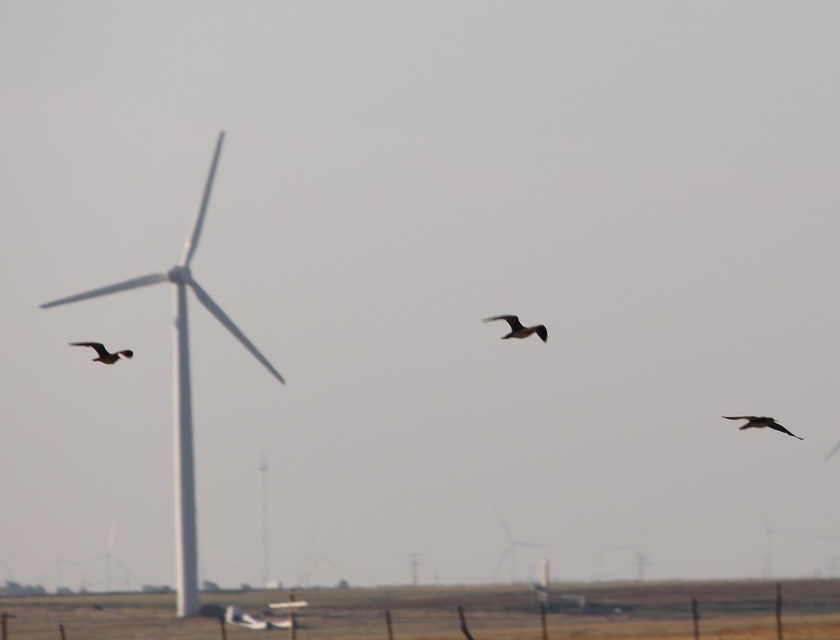 Upland Sandpiper - ML31872641