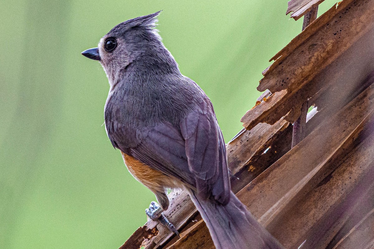 Tufted Titmouse - ML318726641