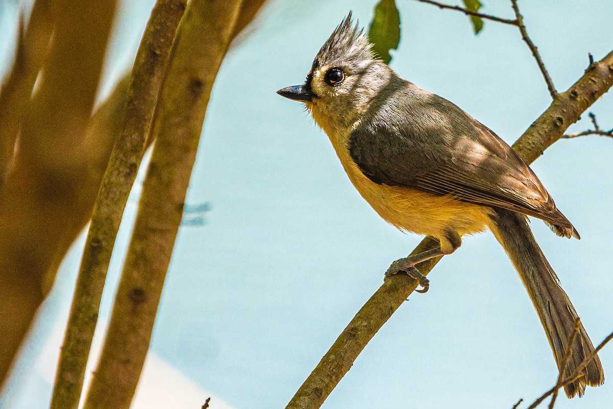 Tufted Titmouse - ML318727501