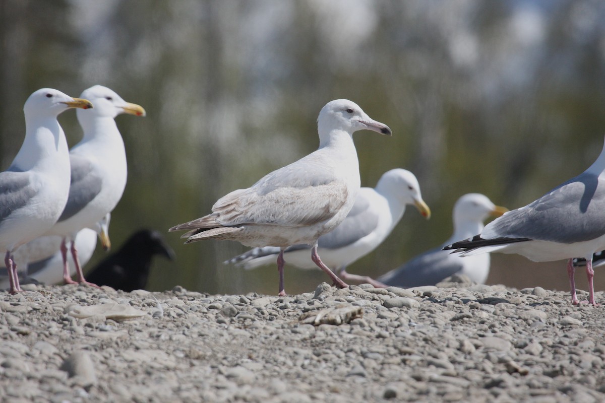 Herring x Glaucous Gull (hybrid) - ML31872761