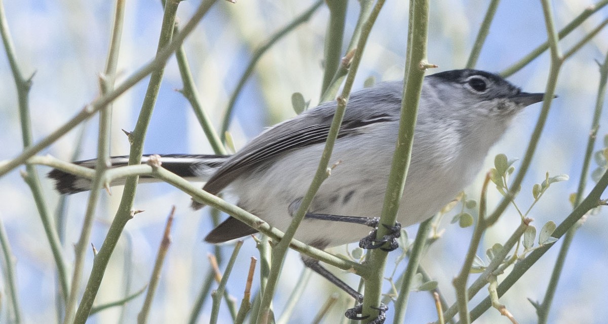 Black-tailed Gnatcatcher - ML318728711