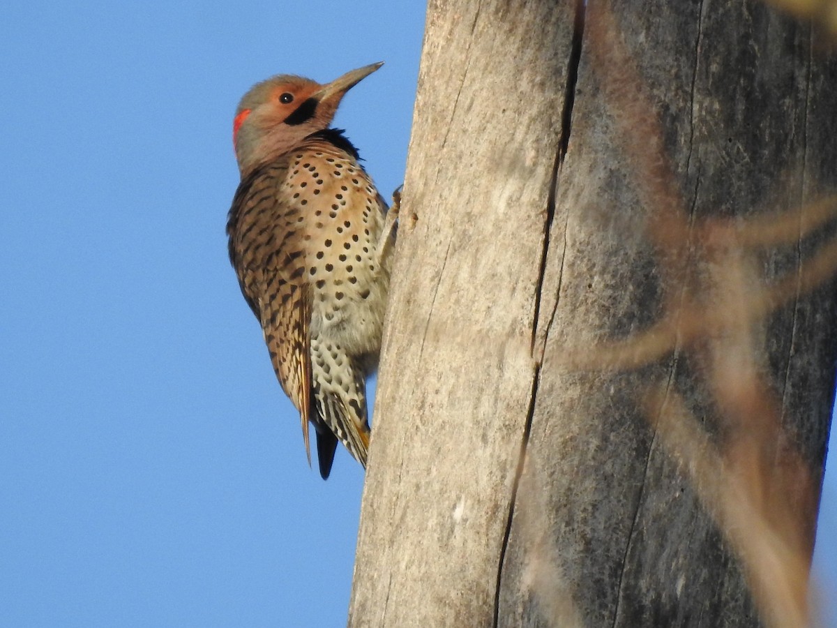 Northern Flicker - ML318728761