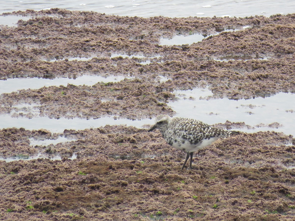 Black-bellied Plover - ML318728971