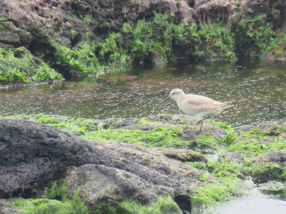 Red Knot - ML318729051