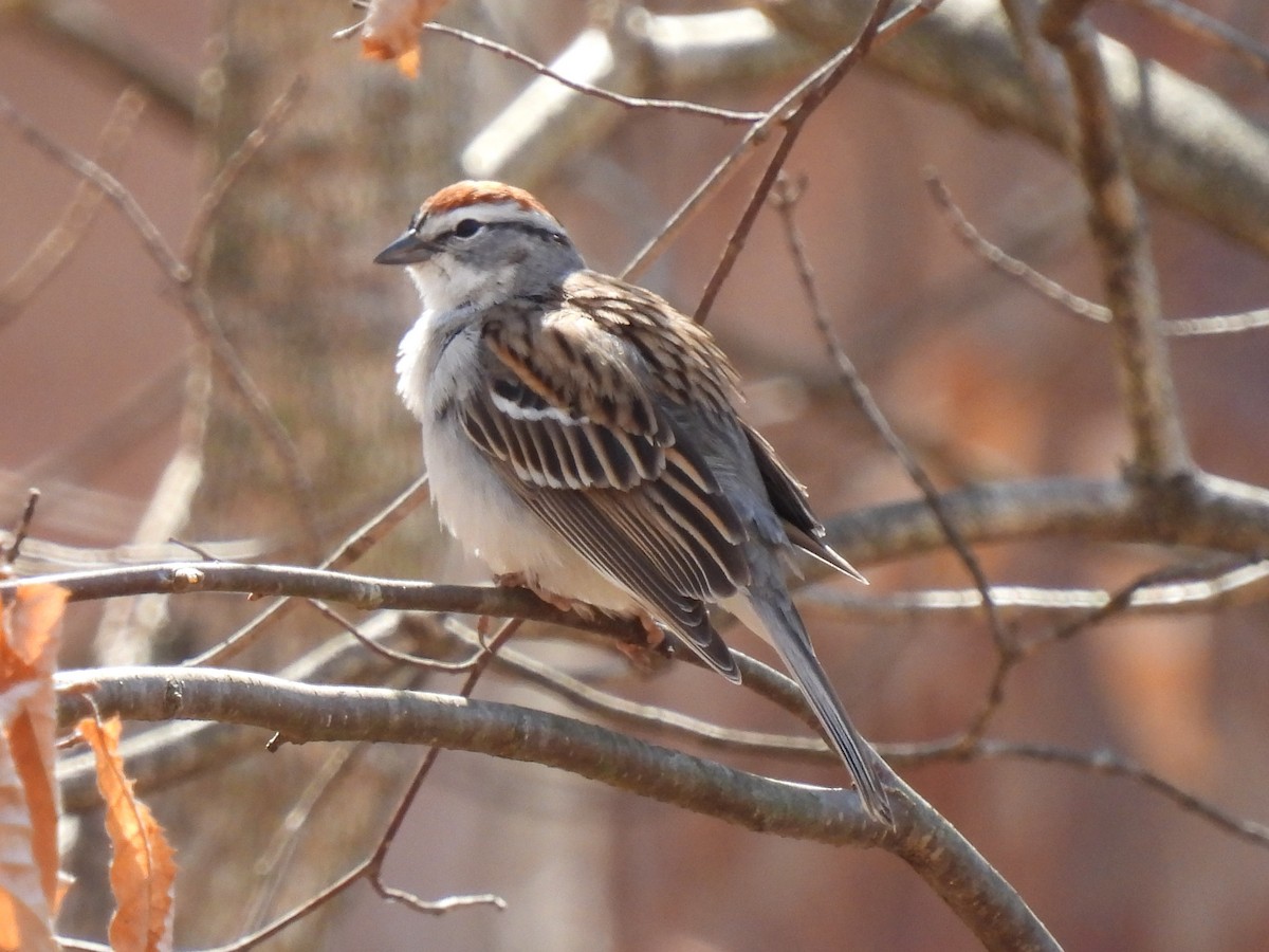 Chipping Sparrow - ML318730151