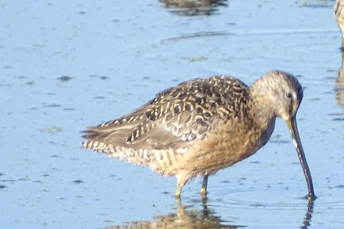Long-billed Dowitcher - ML31873041
