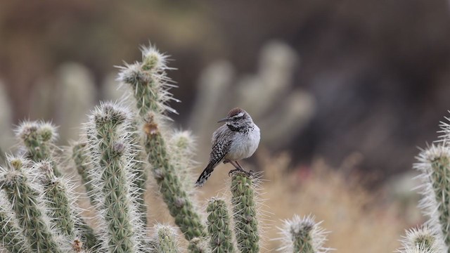 Cactus Wren - ML318730781