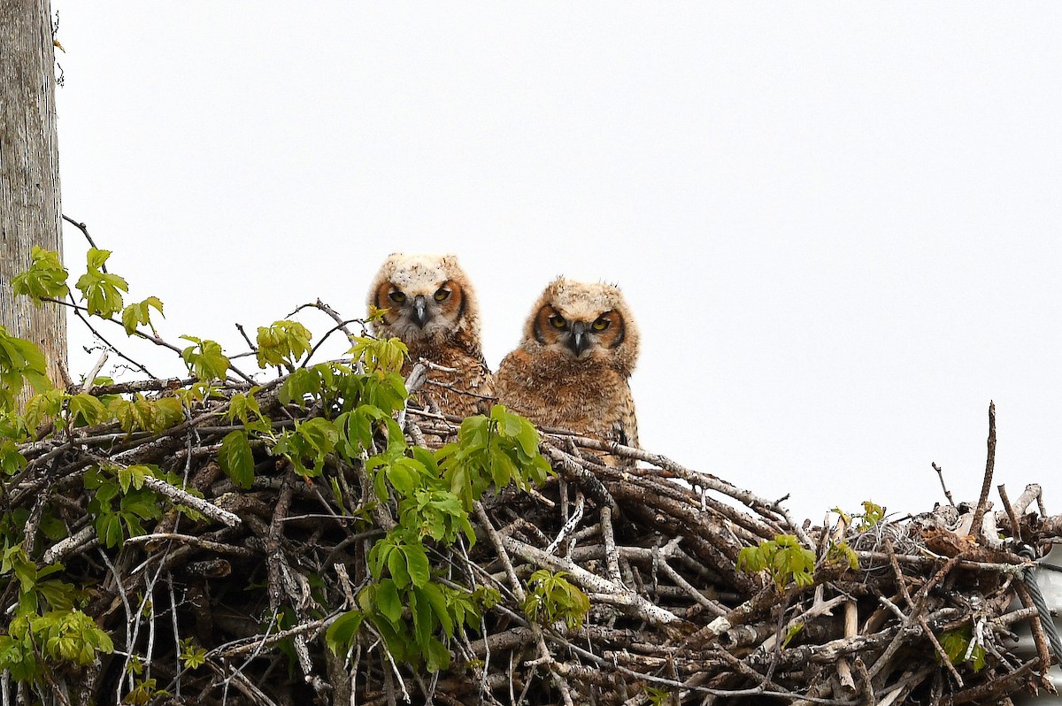 Great Horned Owl - ML318730921