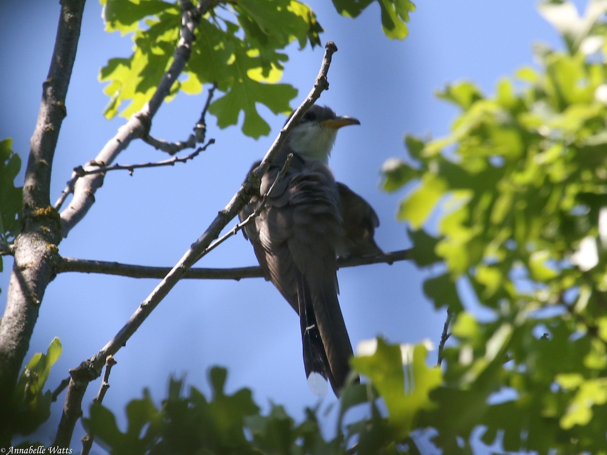 Yellow-billed Cuckoo - ML318731121