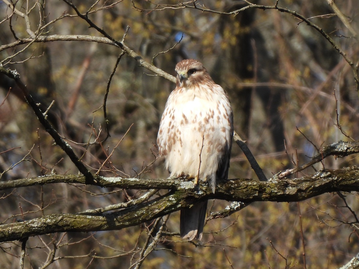 Red-tailed Hawk - ML318731151