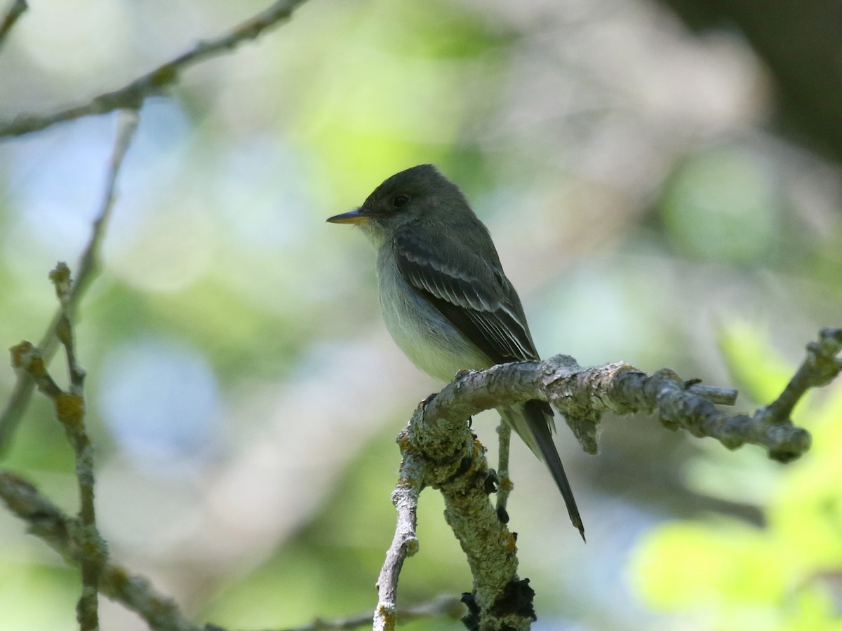 Eastern Wood-Pewee - ML318731361