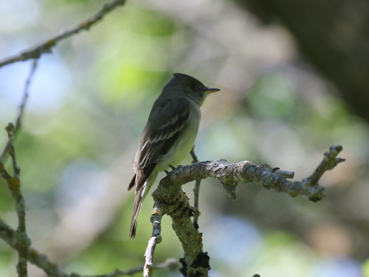 Eastern Wood-Pewee - ML318731441