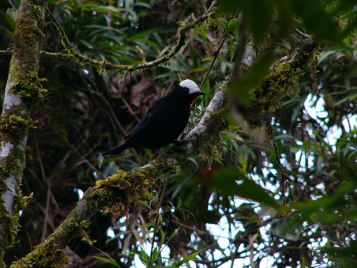 White-capped Tanager - Todd Pepper