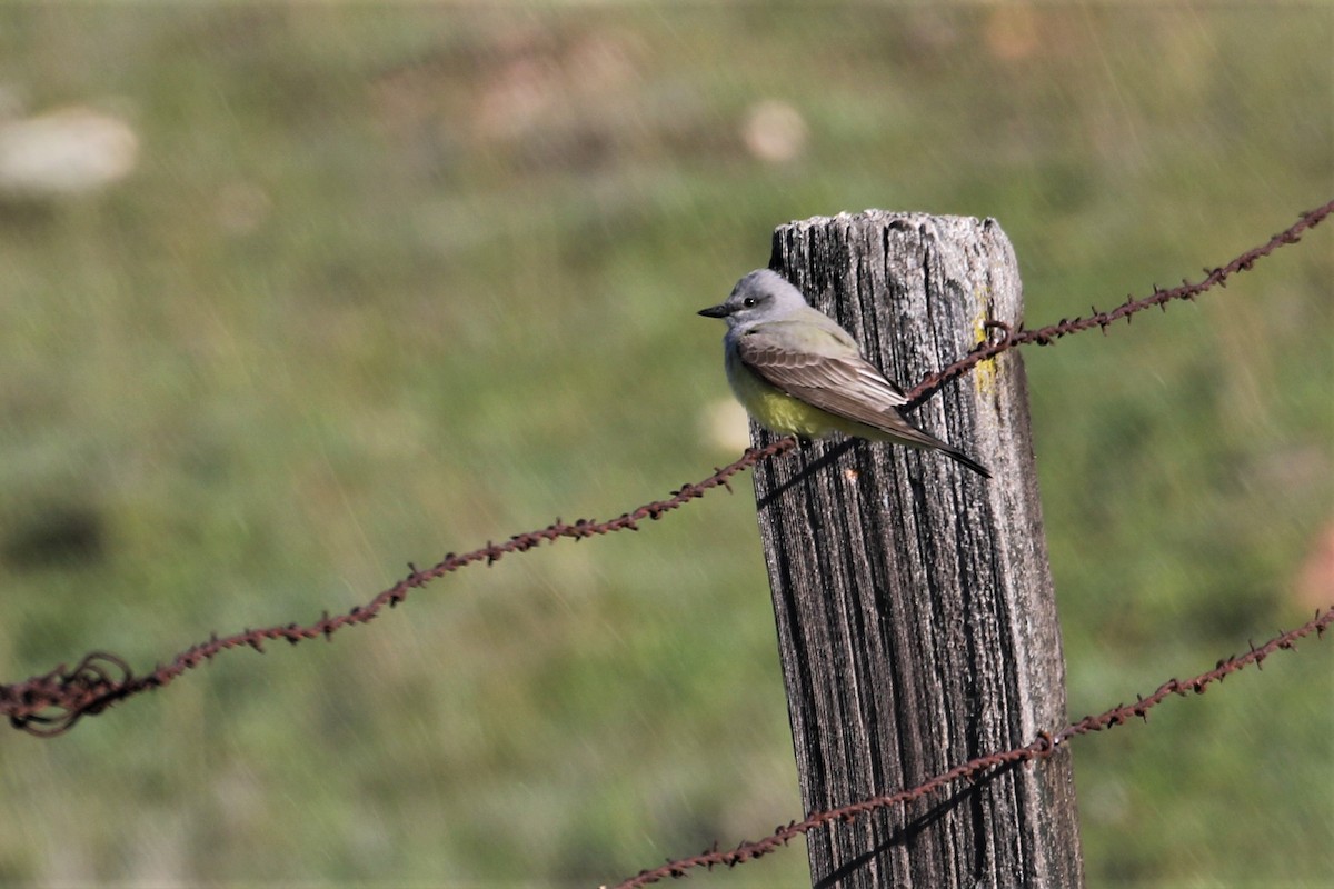 Western Kingbird - ML318733851