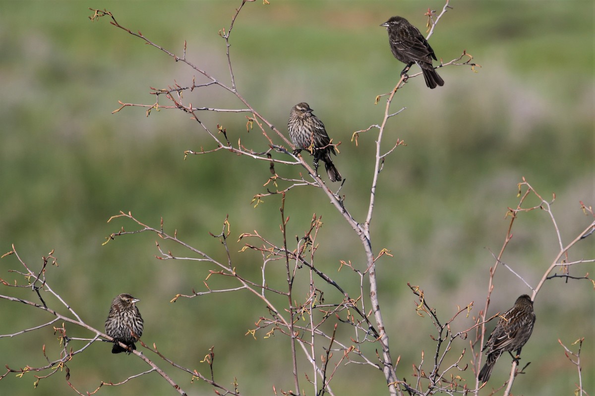 Red-winged Blackbird - ML318734421