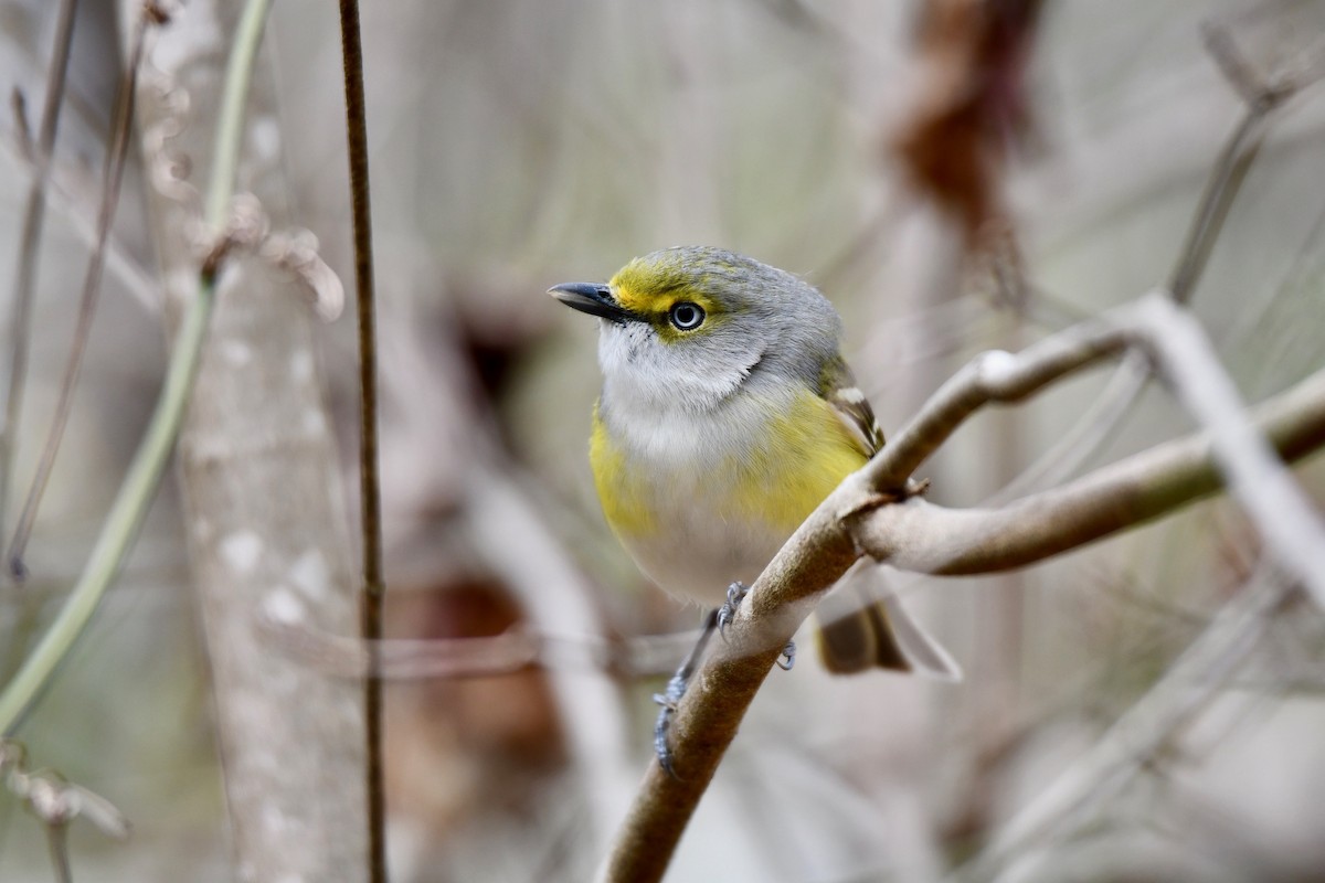 White-eyed Vireo - P Chappell
