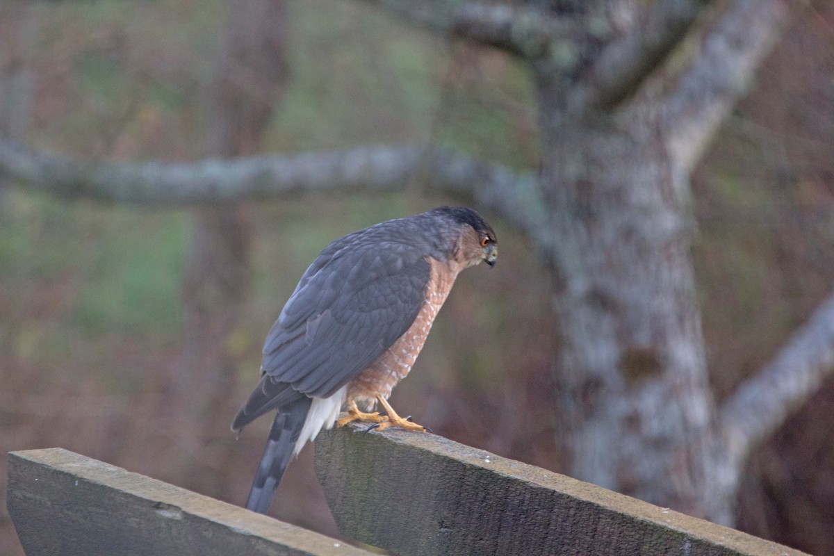 Cooper's Hawk - ML318735681