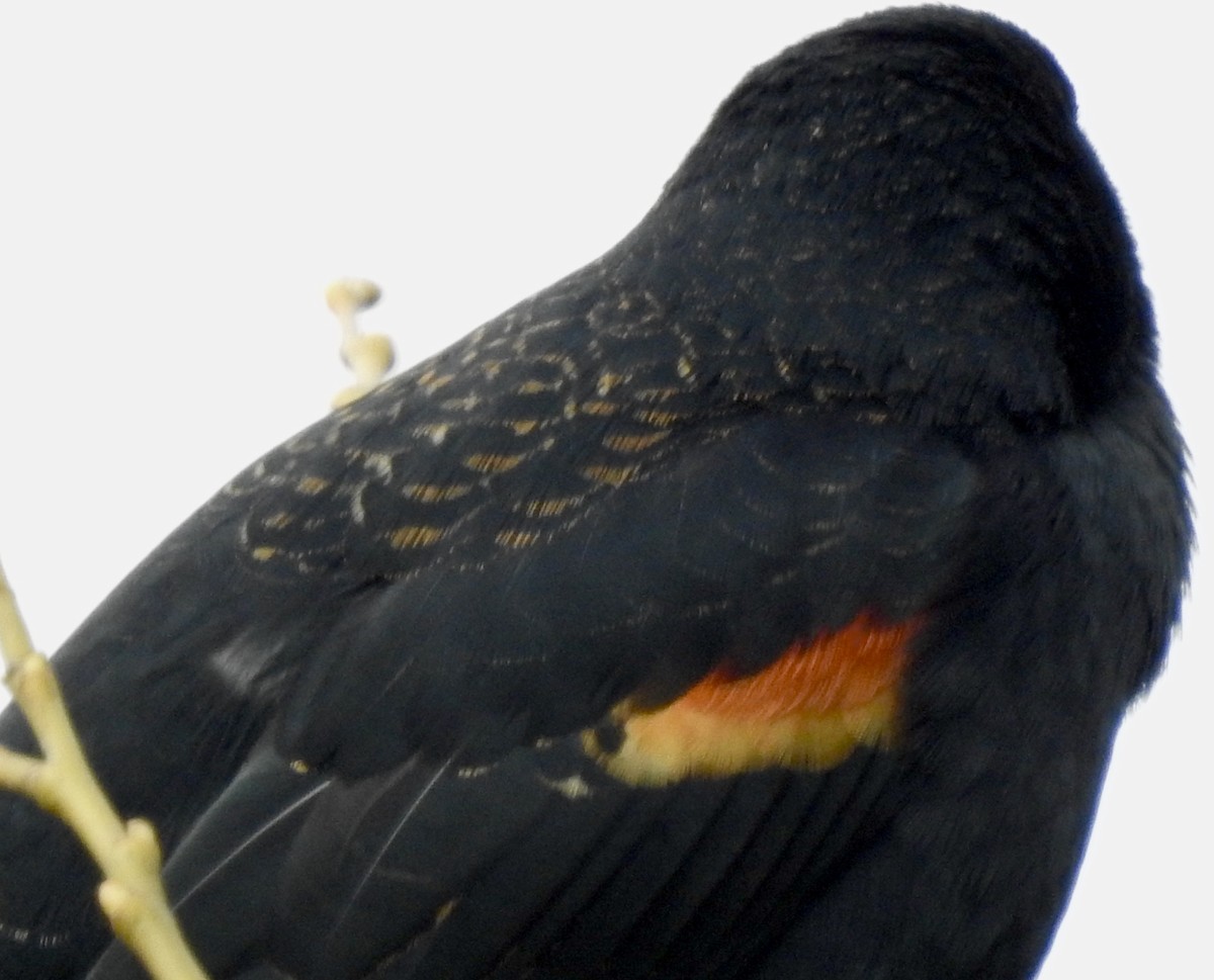 Red-winged Blackbird - ML318736011