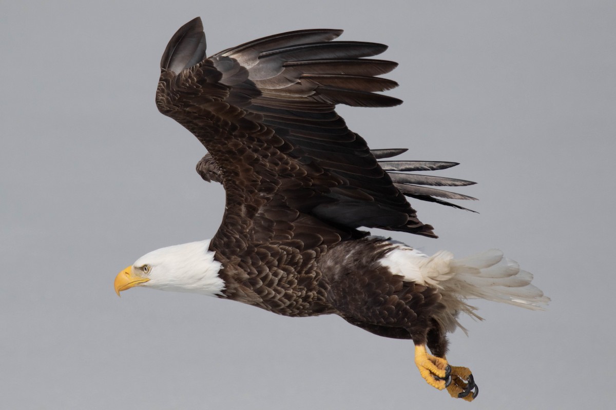 Bald Eagle - David McCorquodale