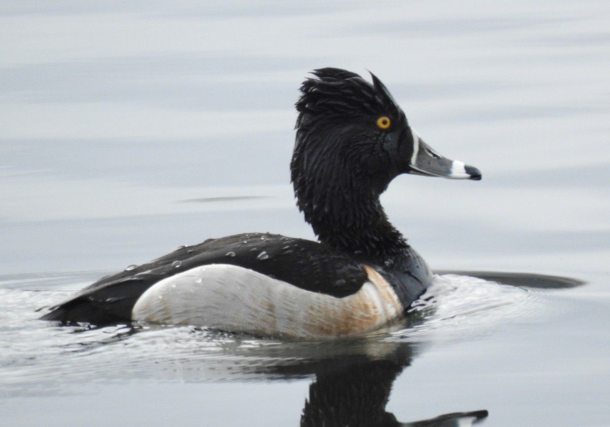 Ring-necked Duck - ML318736601