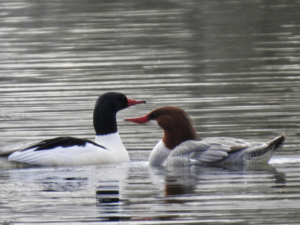 Common Merganser - Anne Tucker